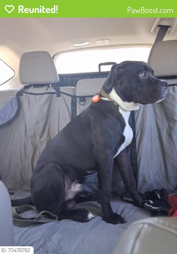 Reunited Male Dog last seen Berkeley Boulevard and Tommy's road intersection, Goldsboro, NC 27534
