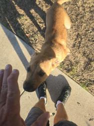 Reunited Unknown Dog last seen Barbed wire way/blue jean dr, Fort Worth, TX 76052