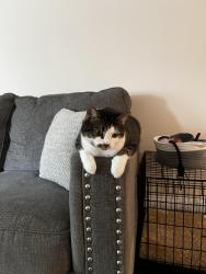 Reunited Female Cat last seen Michael street, by Publix Harris teeter off raeford rd, Fayetteville, NC 28303