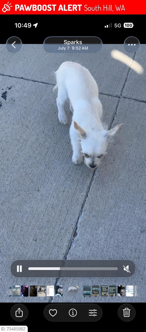 Lost Male Dog last seen 181st street ct e Puyallup wa, South Hill, WA 98374