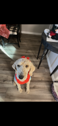 Lost Female Dog last seen Near Torretta, Yukon, OK 73099