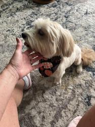 Reunited Male Dog last seen Old bridge street, Jacksonville, NC 28540