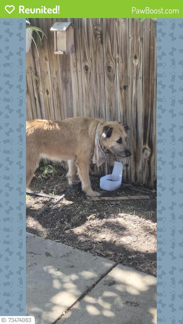 Reunited Male Dog last seen Madge pl and Reeves st., Haltom City, TX 76117