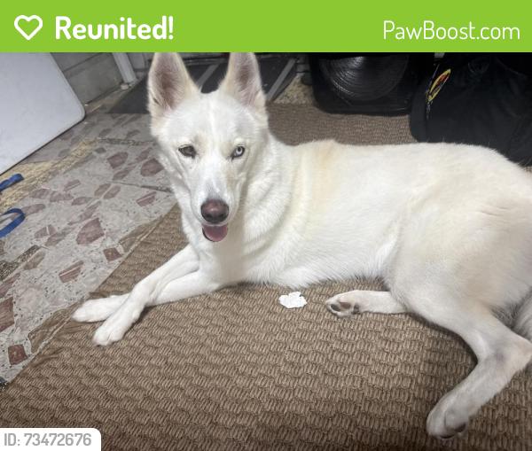 Reunited Female Dog last seen On Telephone across from the MillionAir and by the Exxon gas station., Houston, TX 77061