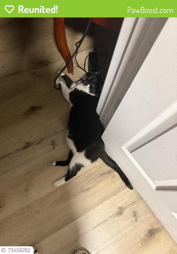 Reunited Male Cat last seen Whitcomb St, Richmond, VA 23223