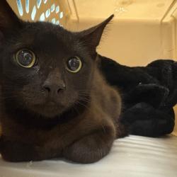 Shelter Stray Male Cat last seen , 980 Guilford College Rd, Greensboro, NC 27409, USA