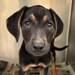 Shelter Stray Male Dog last seen , 2350 Appling City Cove, Memphis, TN 38133, USA