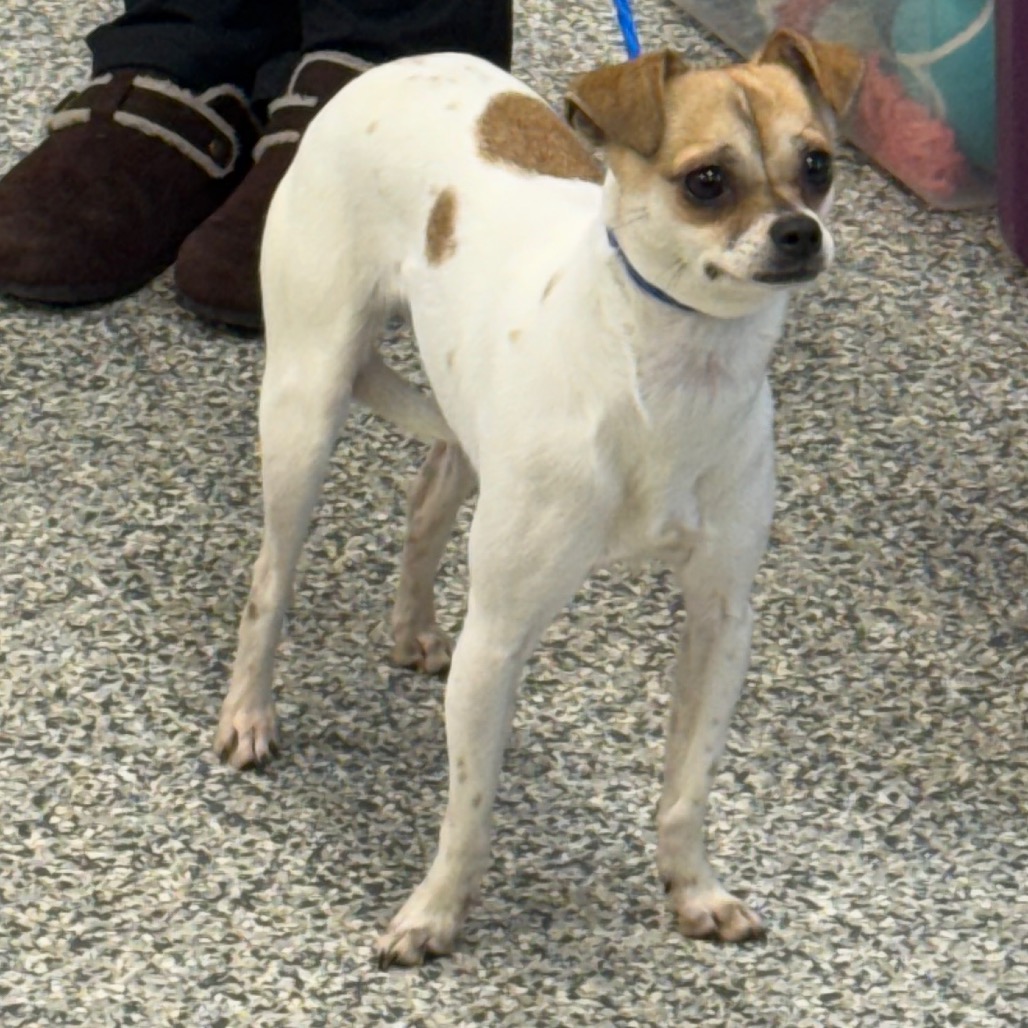 Shelter Stray Female Dog last seen , 244 Georgetown Rd, Jacksonville, NC 28540, USA