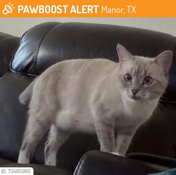 Found/Stray Female Cat last seen Presidential meadows elementary, Manor, TX 78653