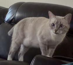 Found/Stray Female Cat last seen Presidential meadows elementary, Manor, TX 78653
