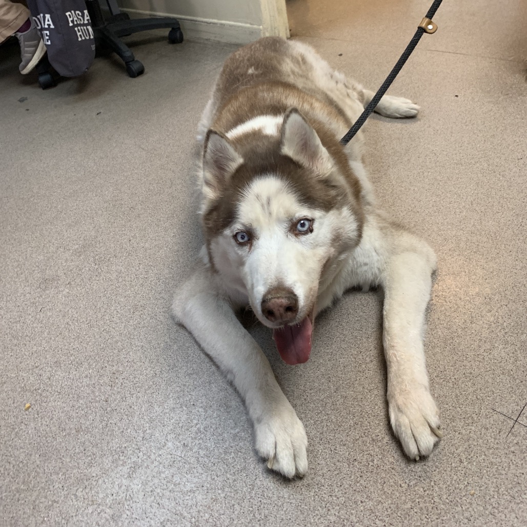 Shelter Stray Male Dog last seen , 361 S Raymond Ave, Pasadena, CA 91105, USA