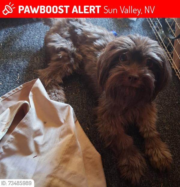 Lost Male Dog last seen 8th and leon and lupin, Sun Valley, NV 89433