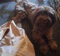 Lost Male Dog last seen 8th and leon and lupin, Sun Valley, NV 89433