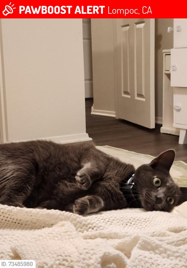 Lost Female Cat last seen on VSFB, Lompoc, CA 93437