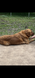 Lost Male Dog last seen Near Torretta way, Yukon, OK 73099