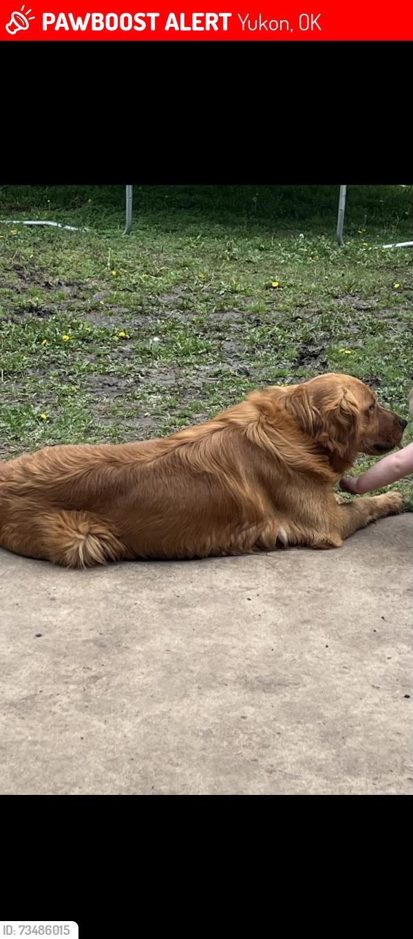 Lost Male Dog last seen Near Torretta way, Yukon, OK 73099
