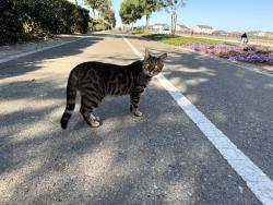 Found/Stray Unknown Cat last seen Olinda & Gettysburg, between Hayes & Bryan, Fresno, CA 93723