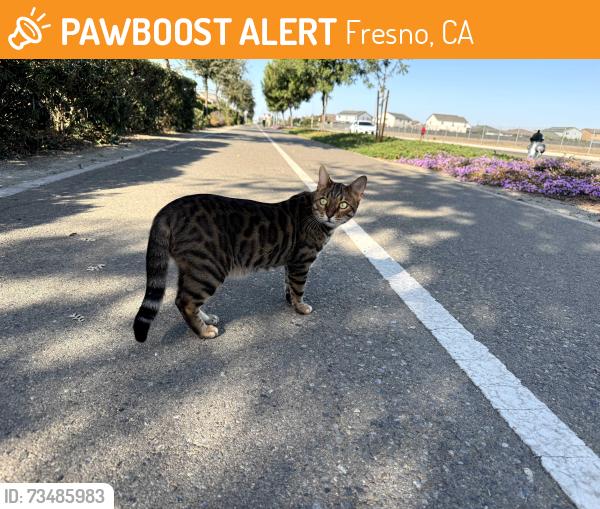 Found/Stray Unknown Cat last seen Olinda & Gettysburg, between Hayes & Bryan, Fresno, CA 93723