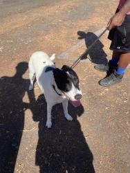 Reunited Female Dog last seen By fiesta Island,I-5 and Pacific highway, San Diego, CA 92110