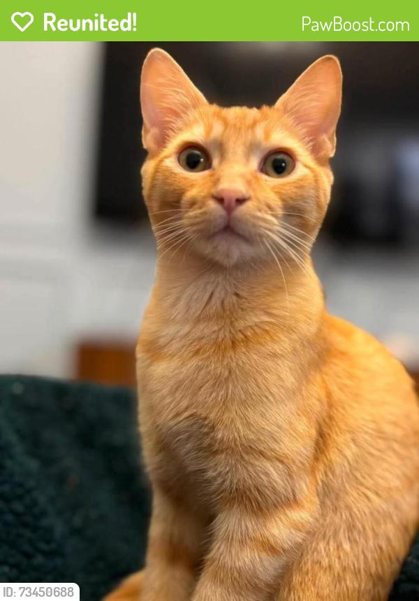 Reunited Male Cat last seen Fairhaven dr. 76123, Fort Worth, TX 76123
