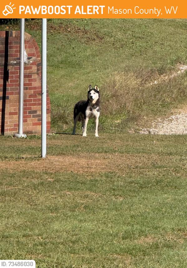 Found/Stray Male Dog last seen Longdale Road, Vernon Church Road, Vernon Church, Mason County, WV 25253