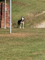 Found/Stray Male Dog last seen Longdale Road, Vernon Church Road, Vernon Church, Mason County, WV 25253