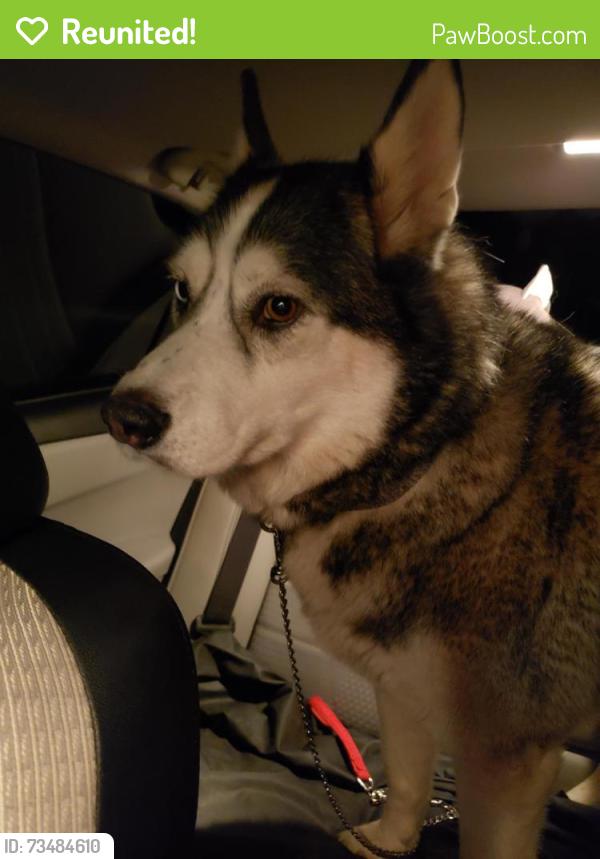 Reunited Unknown Dog last seen Modesto, Modesto, CA 95354
