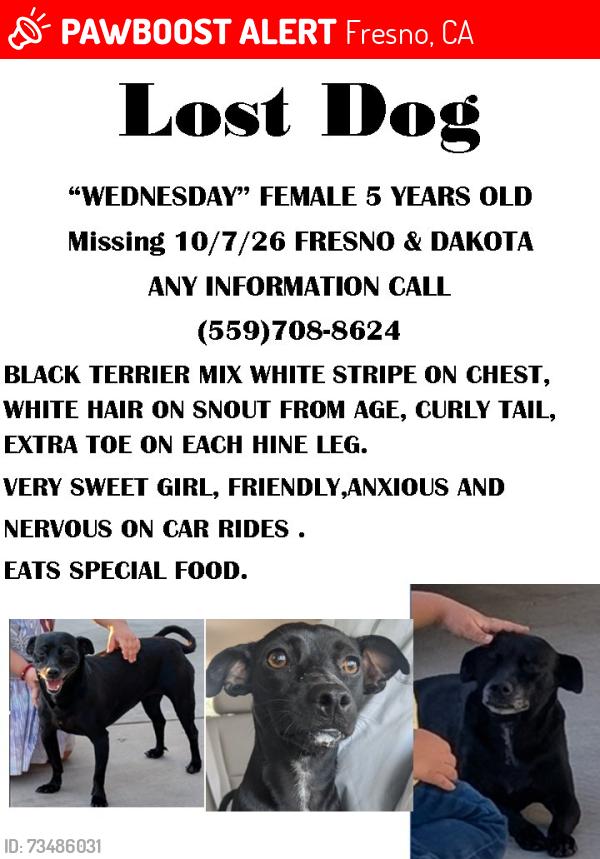 Lost Female Dog last seen Fresno and dakota, Fresno, CA 93726