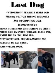 Lost Female Dog last seen Fresno and dakota, Fresno, CA 93726
