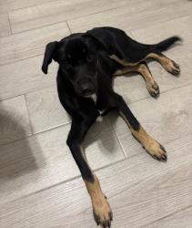 Found/Stray Male Dog last seen North Ware & West Trenton, McAllen, TX 78504