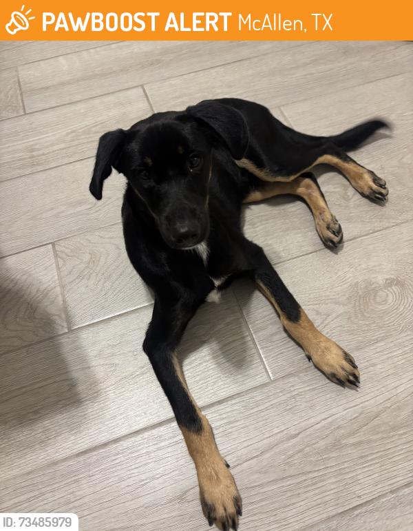 Found/Stray Male Dog last seen North Ware & West Trenton, McAllen, TX 78504