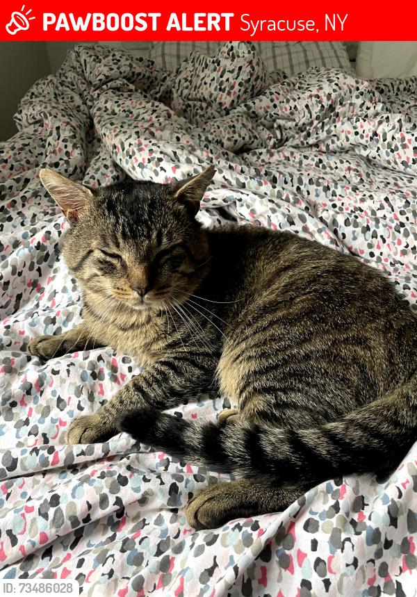 Lost Male Cat last seen Snowdale Dr, Syracuse, NY 13209
