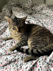 Lost Male Cat last seen Snowdale Dr, Syracuse, NY 13209