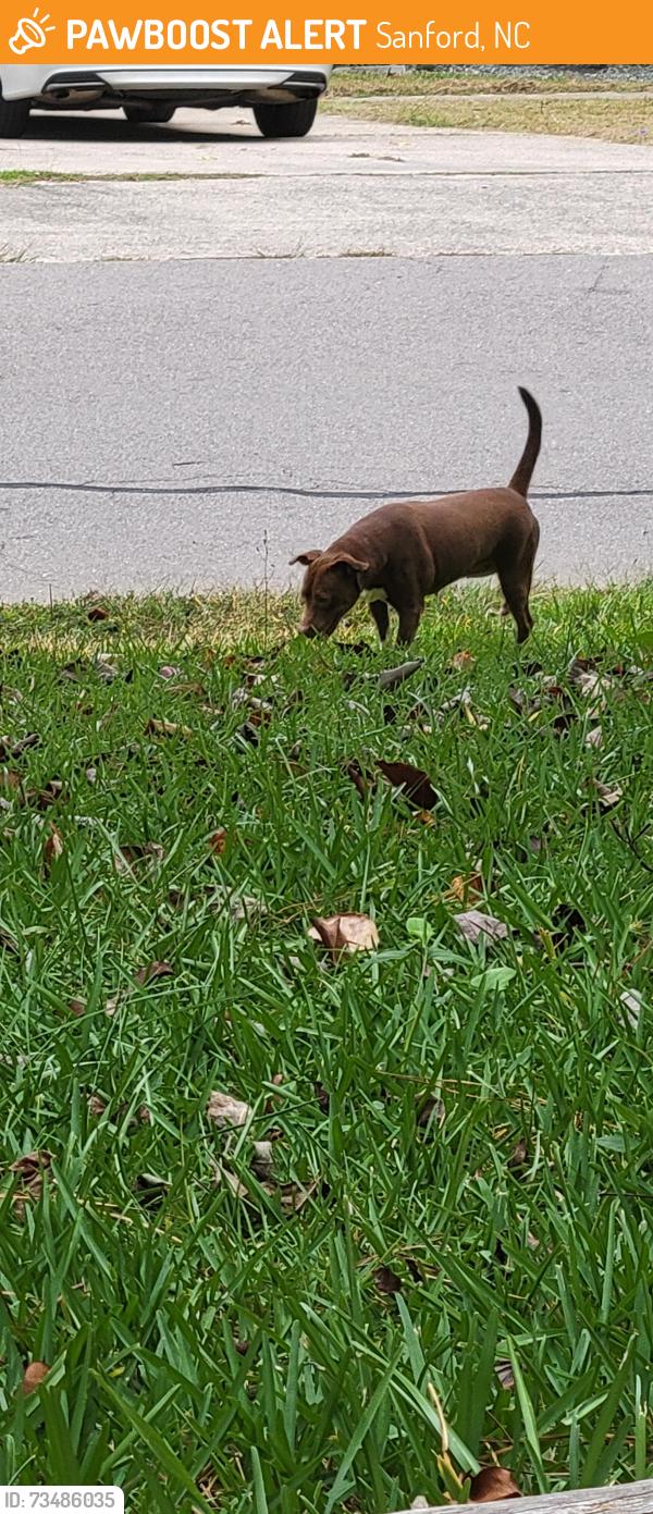 Found/Stray Female Dog last seen Laurel Ridge Dr., Sanford, NC 27332