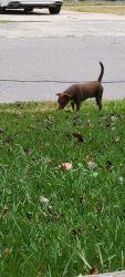 Found/Stray Female Dog last seen Laurel Ridge Dr., Sanford, NC 27332