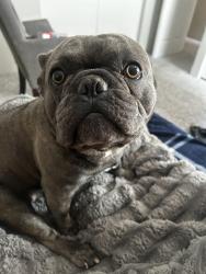 Reunited Male Dog last seen Near Riverdale Rd, Thornton, CO 80229
