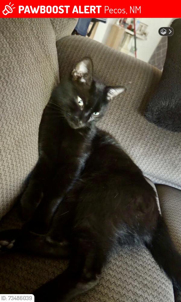 Lost Male Cat last seen County Rd B65, Rojo Ln, Pecos, NM 87552