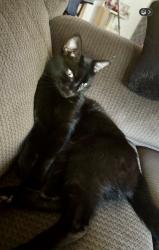 Lost Male Cat last seen County Rd B65, Rojo Ln, Pecos, NM 87552