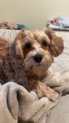 Lost Male Dog last seen Vernor hwy,Woodmere st, Detroit, MI 48209