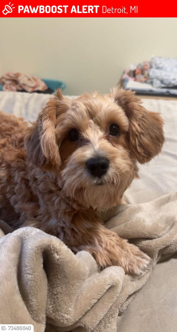 Lost Male Dog last seen Vernor hwy,Woodmere st, Detroit, MI 48209