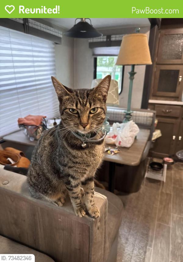 Reunited Female Cat last seen Edgewood Ave & Boundary Street, Anderson, SC 29625