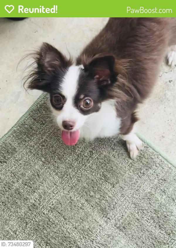 Reunited Male Dog last seen Oleoke & Andorra Ln., Houston, TX 77015