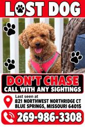 Lost Female Dog last seen Near highway and Country Club, Blue Springs, MO 64015