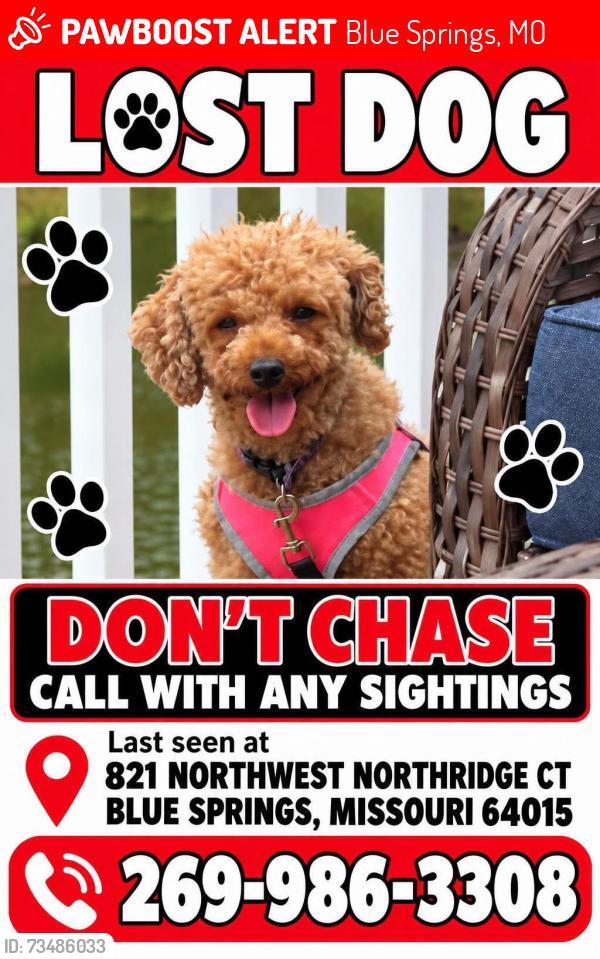 Lost Female Dog last seen Near highway and Country Club, Blue Springs, MO 64015
