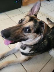 Found/Stray Female Dog last seen Marias restaurant and Bar, Martindale, TX 78655