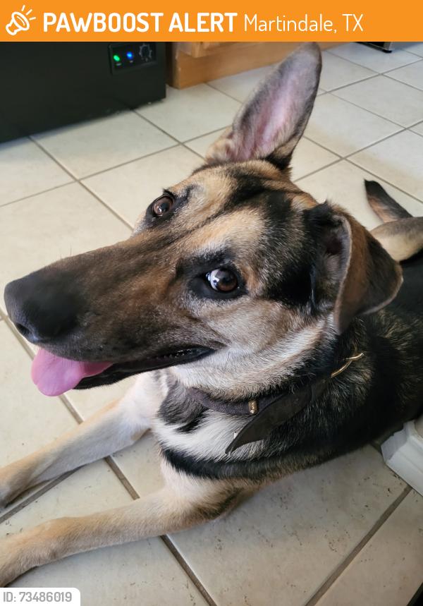 Found/Stray Female Dog last seen Marias restaurant and Bar, Martindale, TX 78655