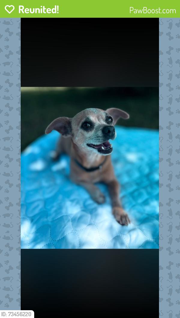 Reunited Female Dog last seen Woodruff sc, Woodruff, SC 29388