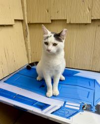 Lost Female Cat last seen Wallace & 105th Terrace, Kansas City, MO 64134