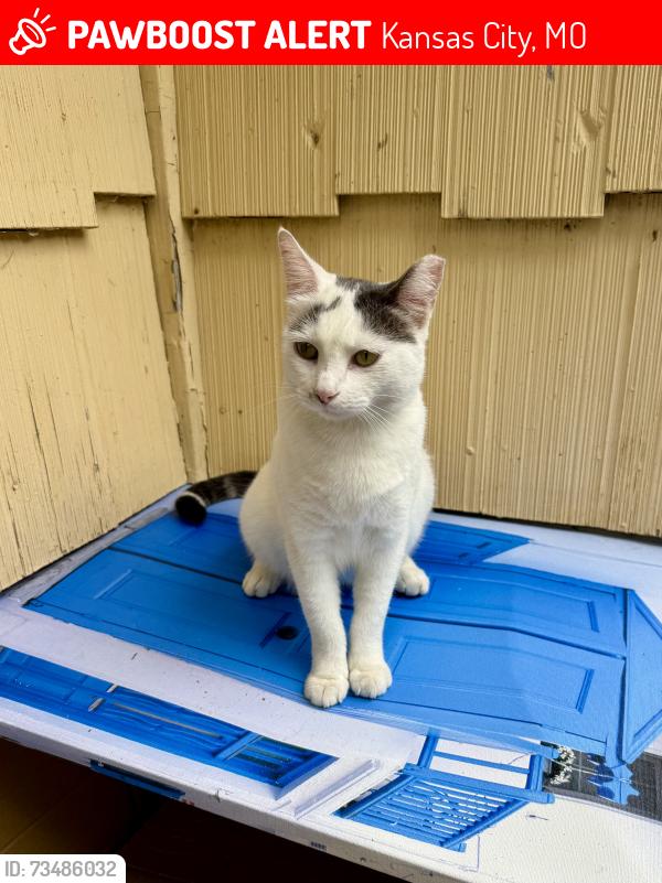 Lost Female Cat last seen Wallace & 105th Terrace, Kansas City, MO 64134