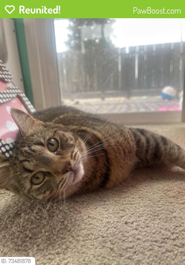Reunited Male Cat last seen Lincoln and 8th st., Alameda, CA 94501